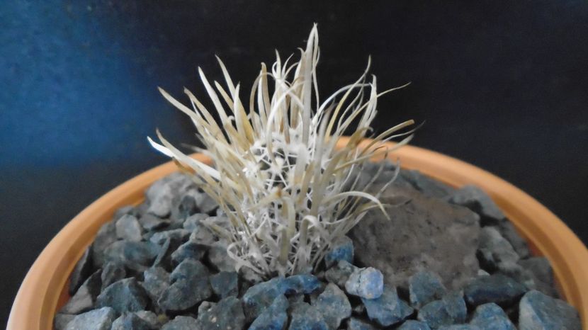 Toumeya papyracantha - Cactusi 2022 bis