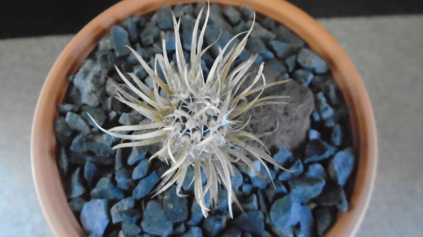 Toumeya papyracantha - Cactusi 2022 bis