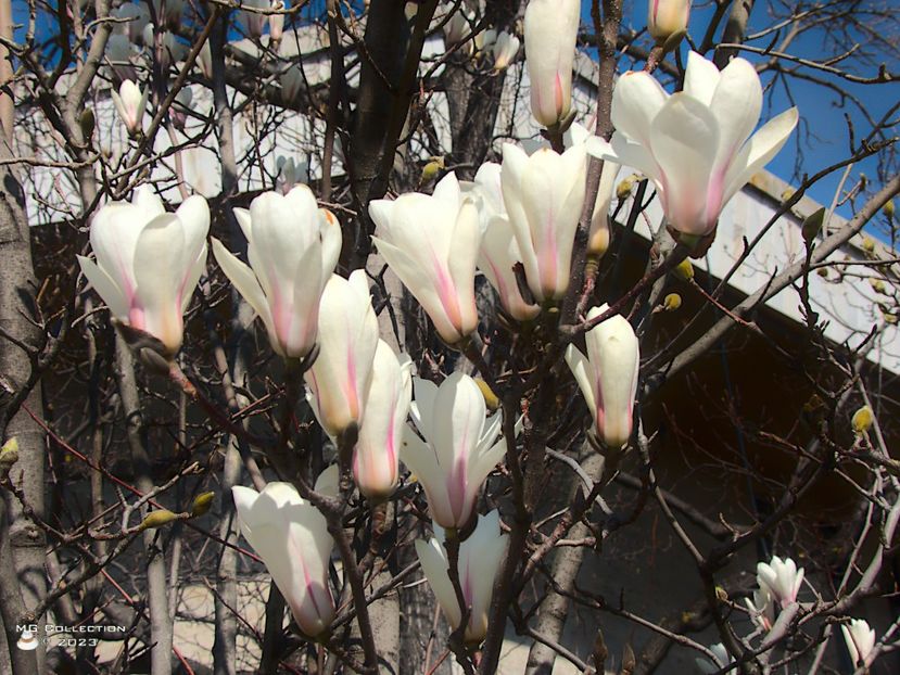 w-23-White Magnolia 2-7497 - FLORI - FLOWERS
