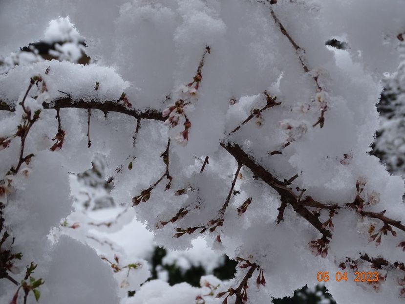  - Iarna in aprilie