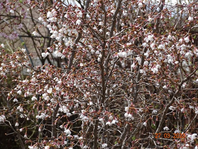  - Copacei si arbusti 2023