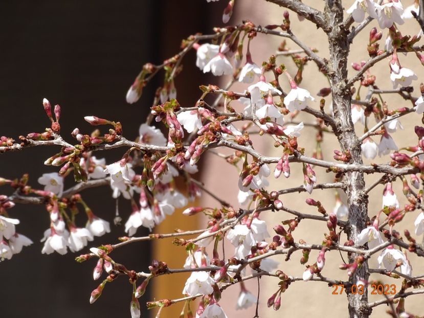  - Copacei si arbusti 2023