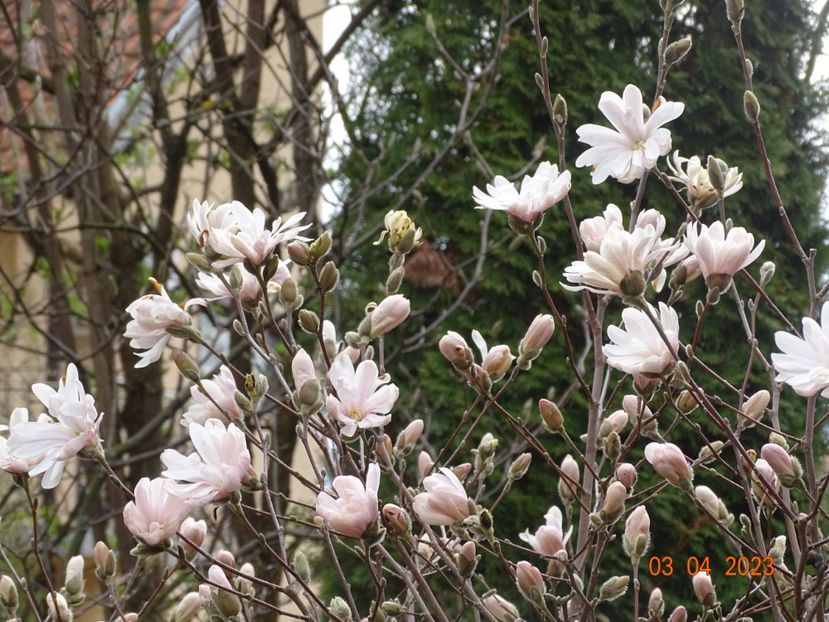  - Copacei si arbusti 2023