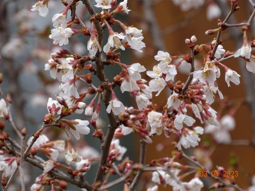  - Copacei si arbusti 2023