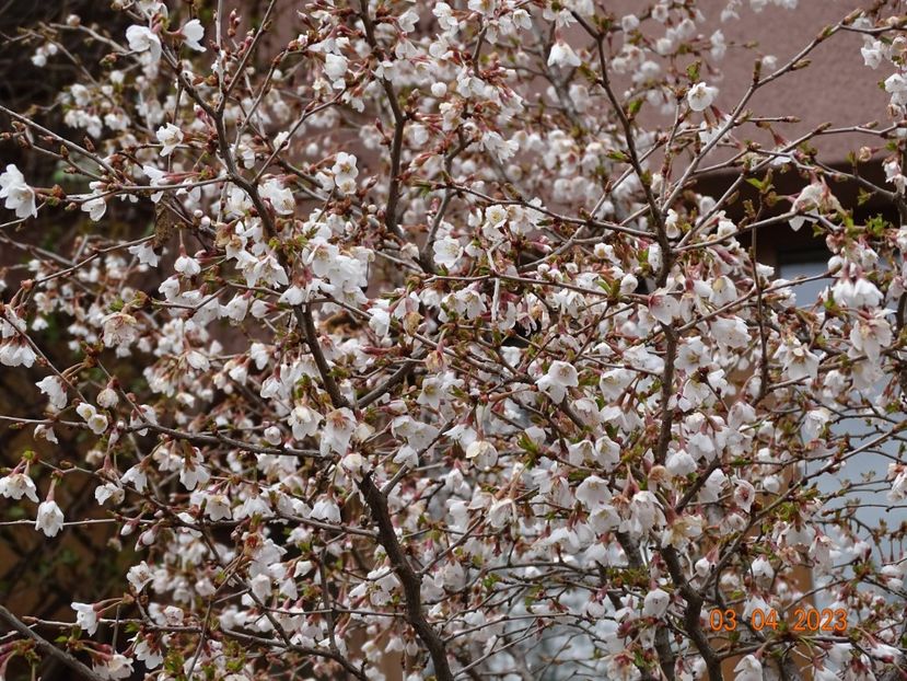  - Copacei si arbusti 2023