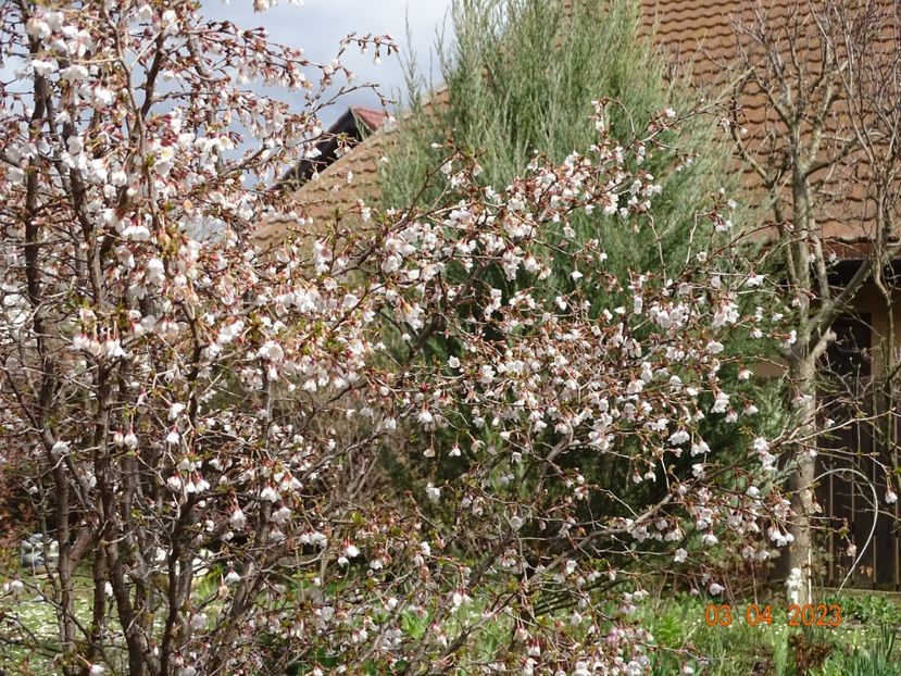  - Copacei si arbusti 2023