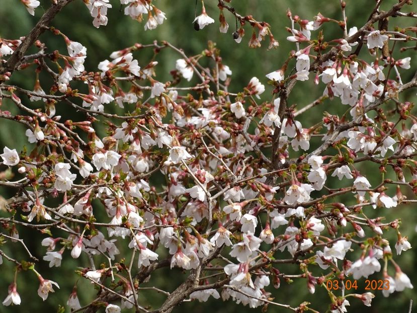  - Copacei si arbusti 2023