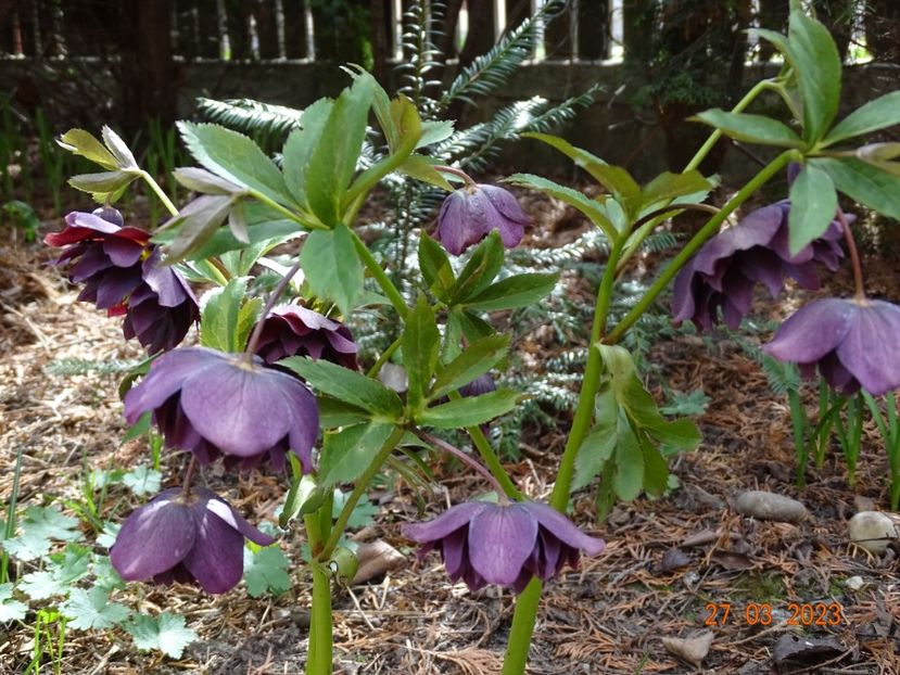 Double Ellen Purple - Helleborus 2023