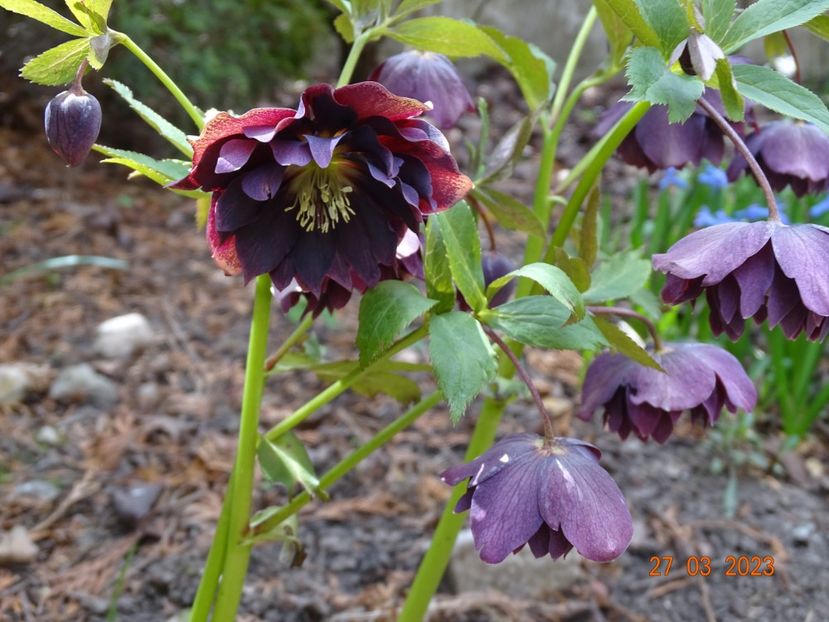 Double Ellen Purple - Helleborus 2023