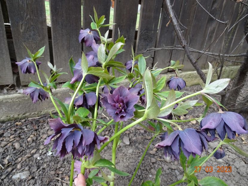 Double Ellen Purple - Helleborus 2023