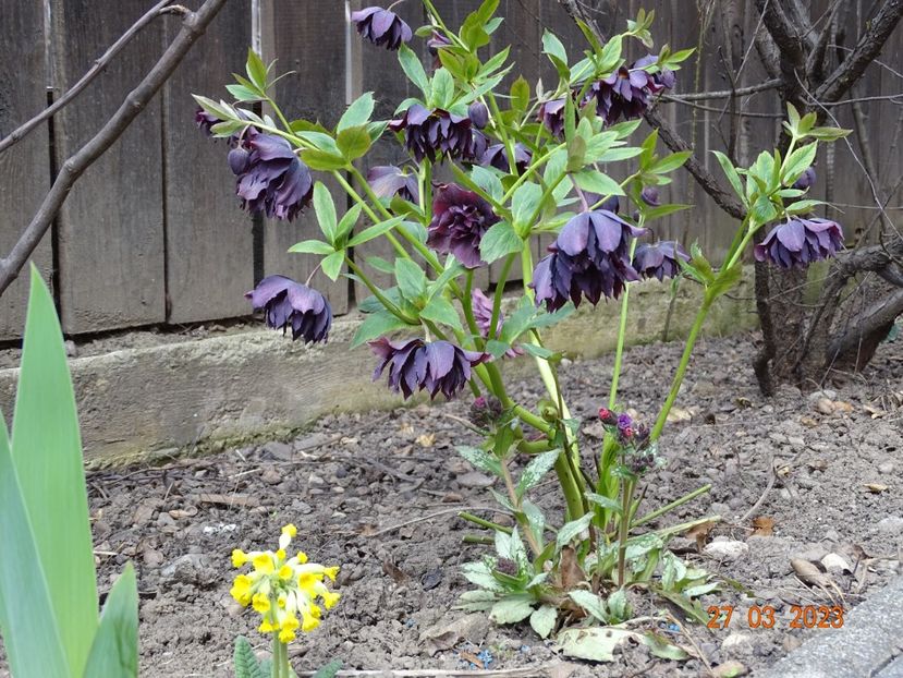 Double Ellen Purple - Helleborus 2023