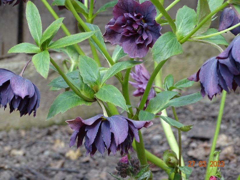 Double Ellen Purple - Helleborus 2023