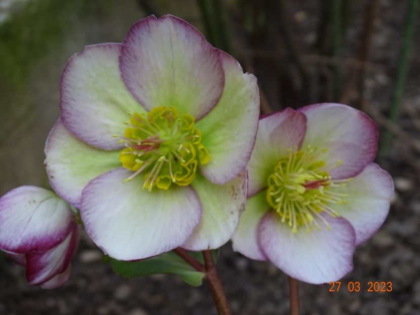 Glenda's Gloss - Helleborus 2023