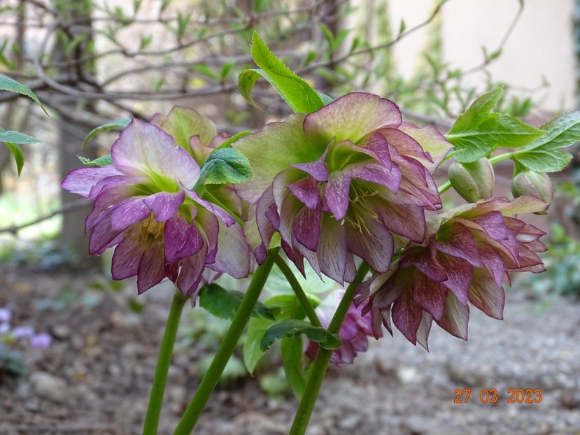 Double Ellen Picotee - Helleborus 2023