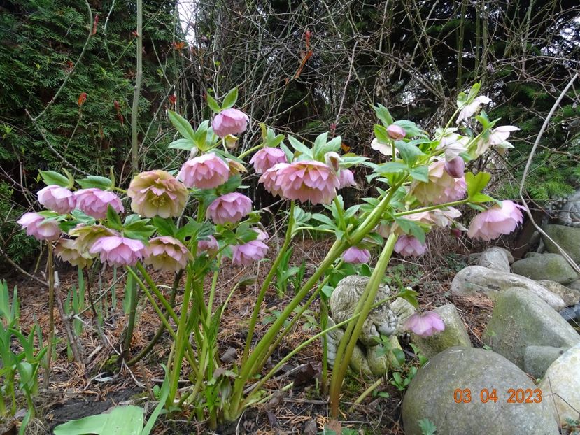 Double Ellen Pink - Helleborus 2023