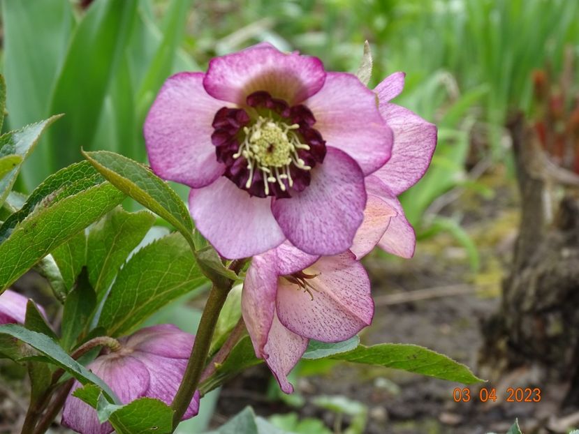 Cherry Blossom - Helleborus 2023