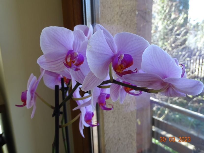  - Orhidee