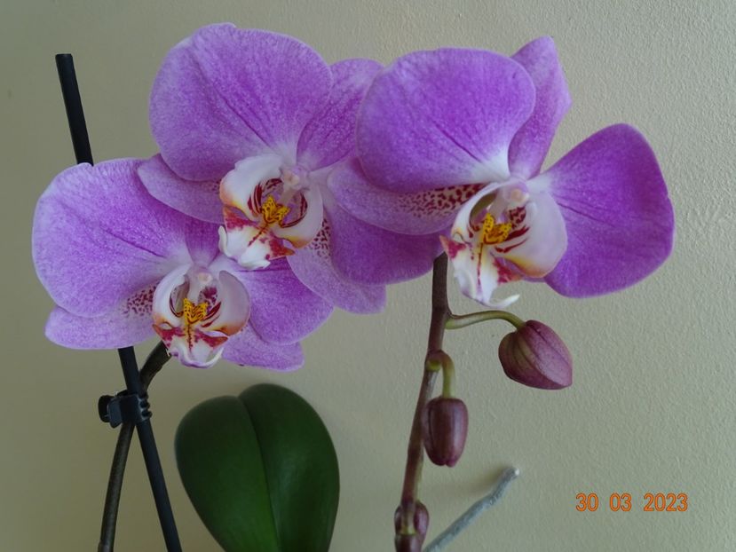  - Orhidee