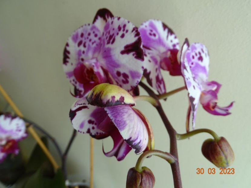  - Orhidee
