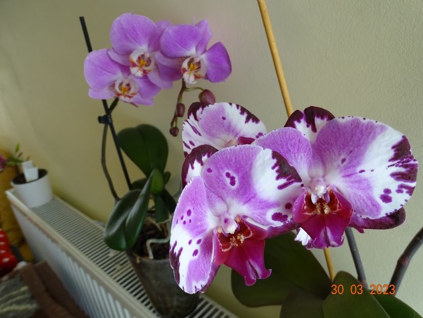  - Orhidee