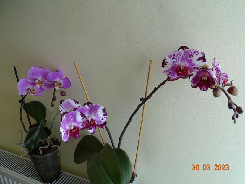  - Orhidee