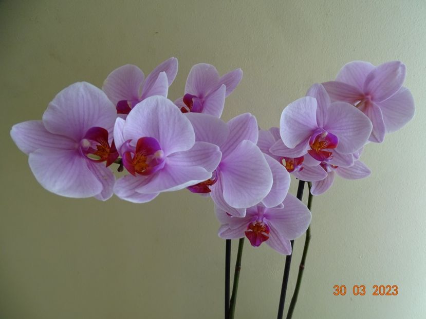  - Orhidee