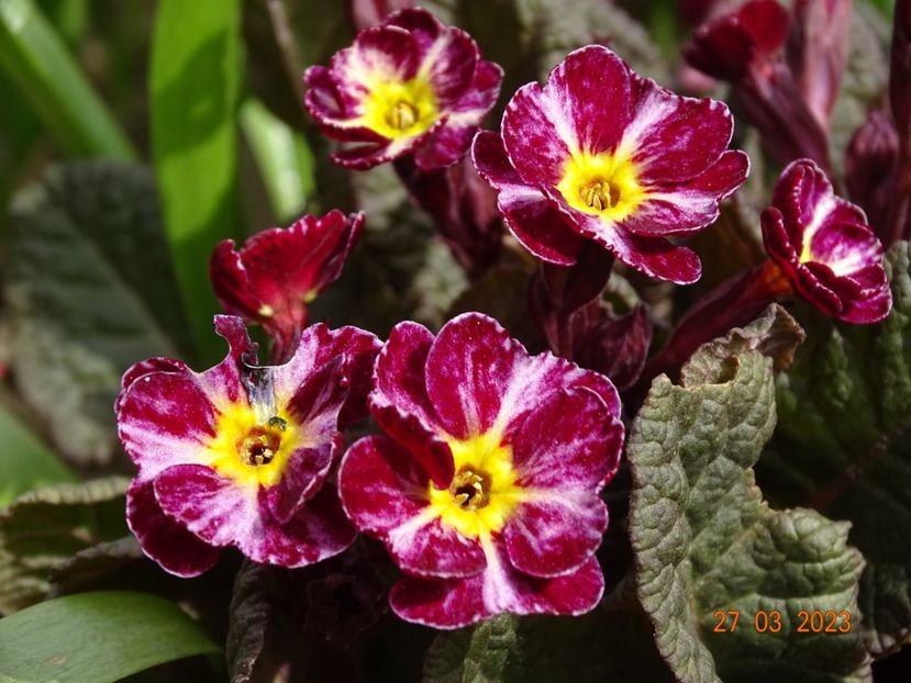 Dark Rosaleen - Primule 2023