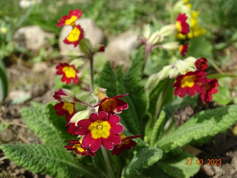 seedling - Primule 2023