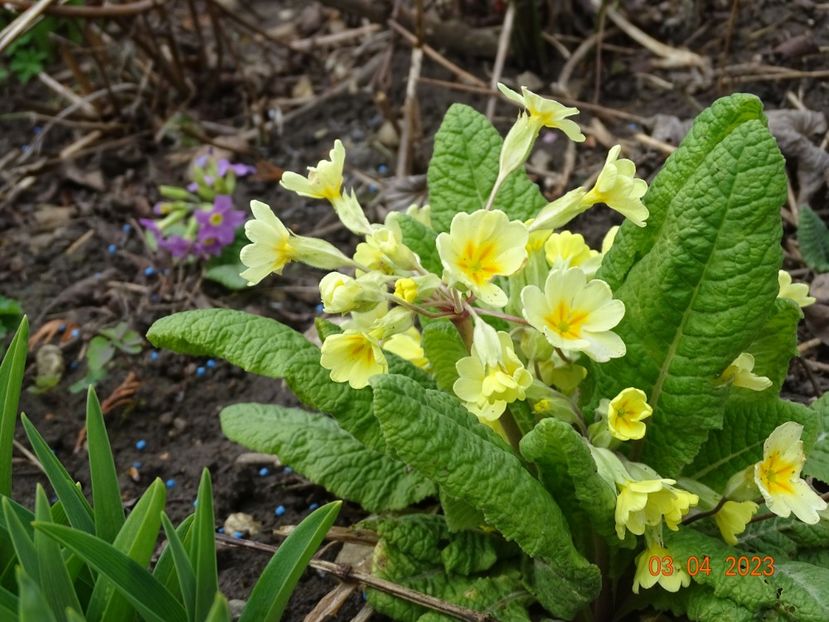 seedling - Primule 2023