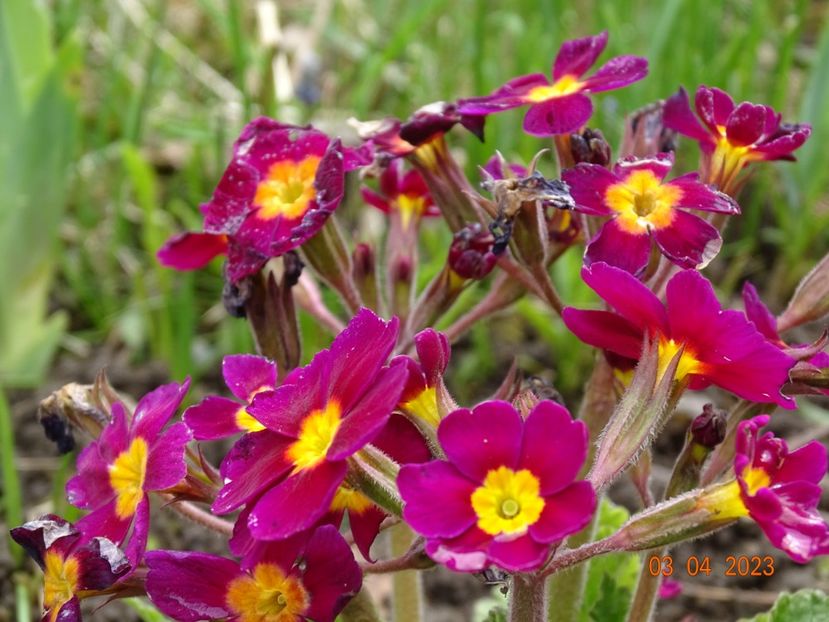 Oakleaf Magenta - Primule 2023