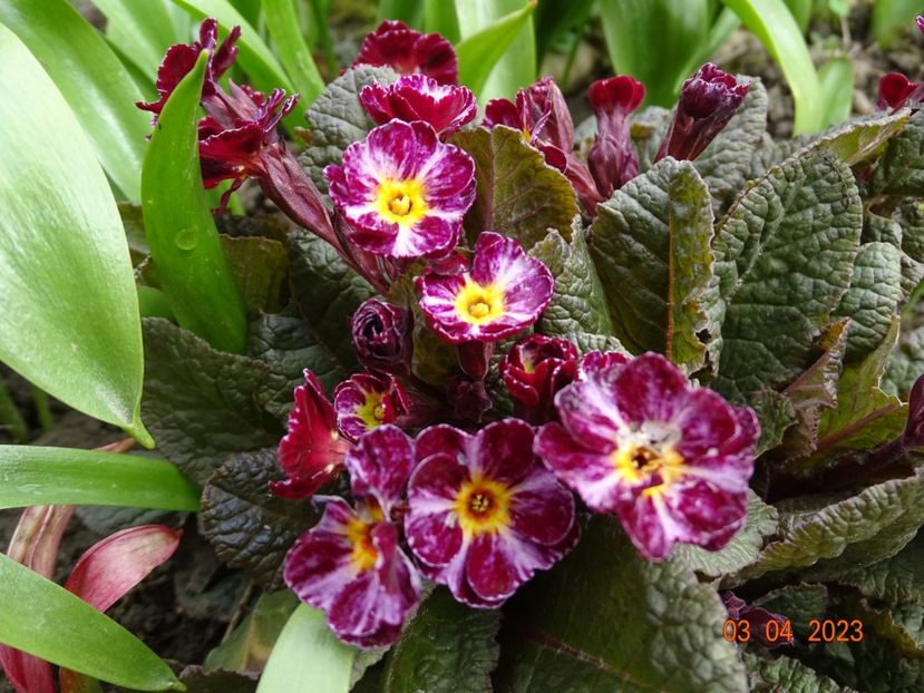 Dark Rosaleen - Primule 2023