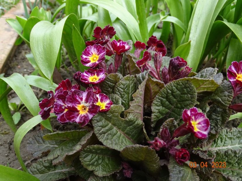 Dark Rosaleen - Primule 2023