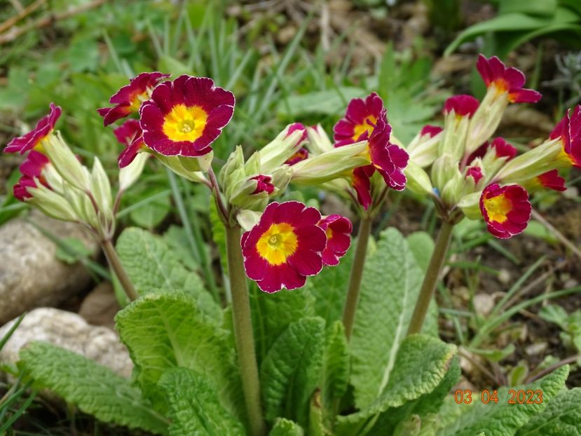 primula elatior - Primule 2023