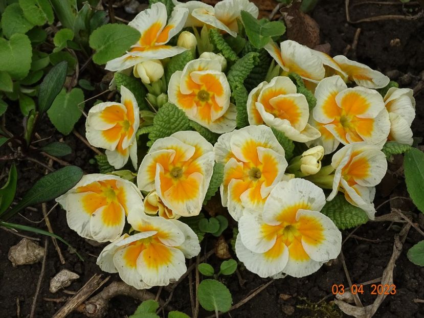 primula acaulis - Primule 2023