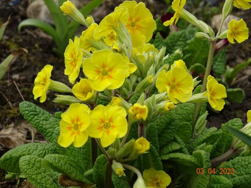 primula elatior - Primule 2023