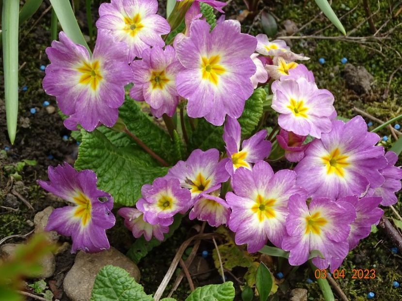 seedling - Primule 2023