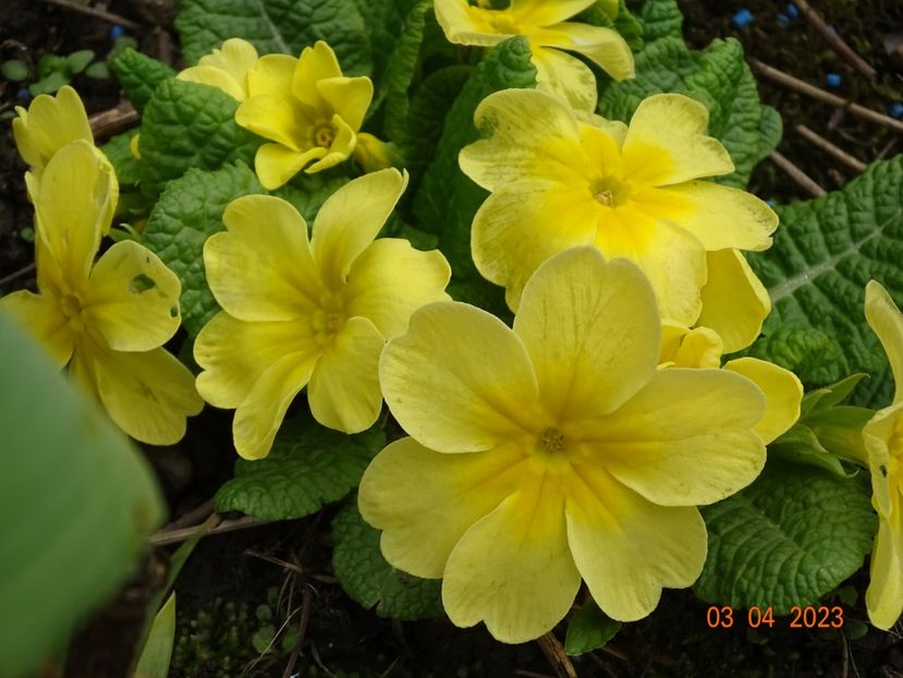 primula acaulis - Primule 2023