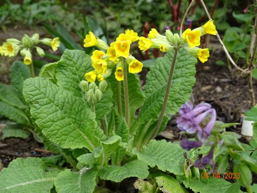 primula elatior - Primule 2023