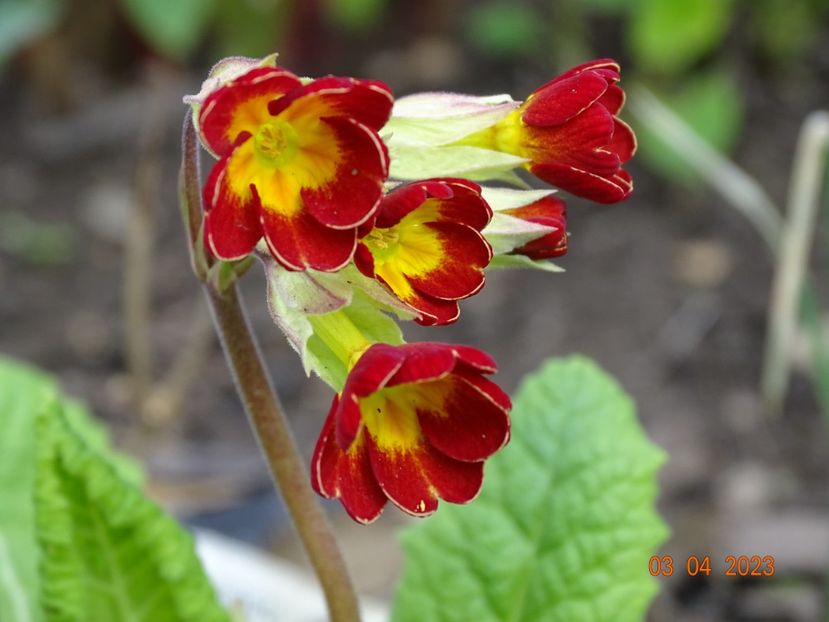 primula elatior - Primule 2023