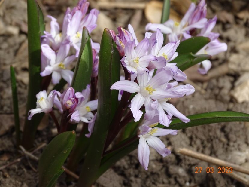 chionodoxa rosea - Primavara 2023