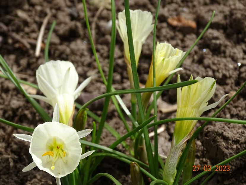 White Petticoat - Primavara 2023