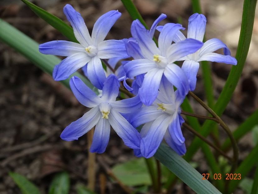 chionodoxa forbesii - Primavara 2023