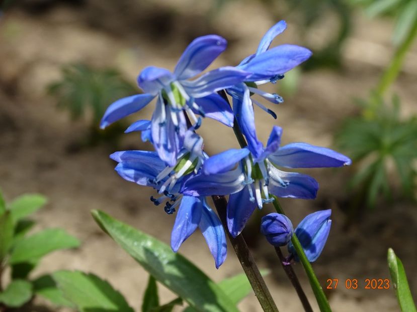 scilla sibirica - Primavara 2023