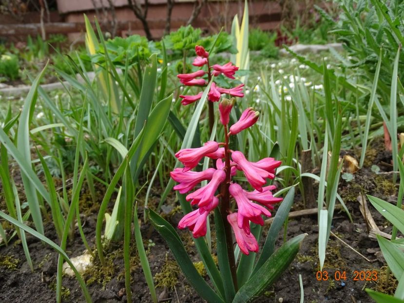 Jan Bos - Primavara 2023