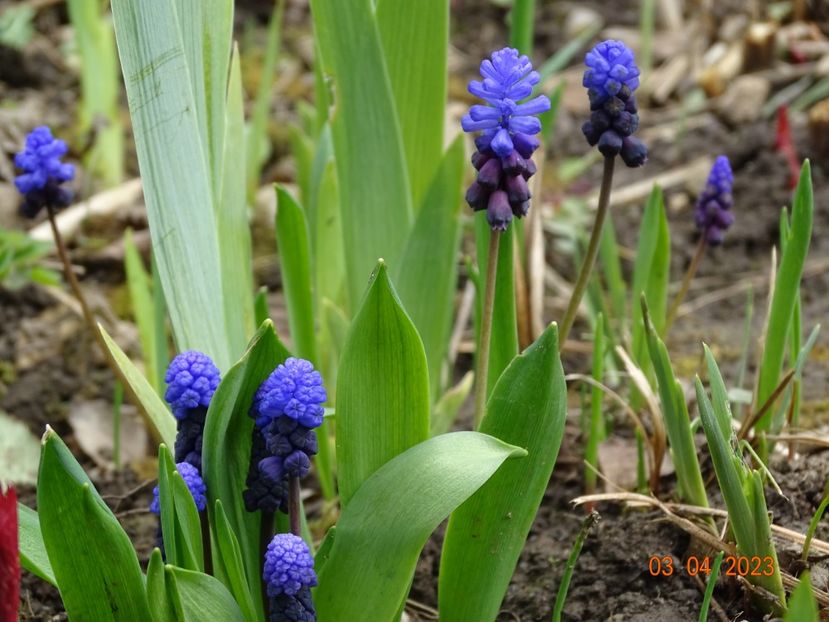 muscari latifolium - Primavara 2023
