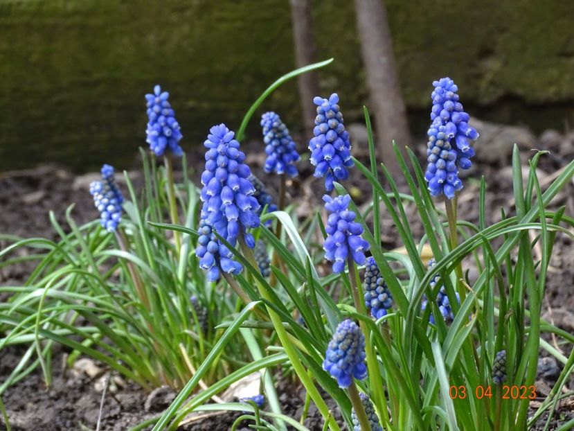 muscari armeniacum - Primavara 2023