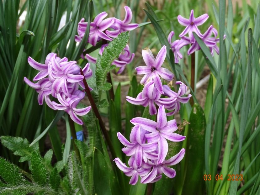 Splendid Cornelia - Primavara 2023