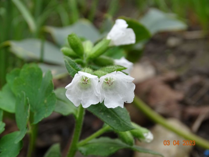 pulmonaria Sissinghurst White - Primavara 2023