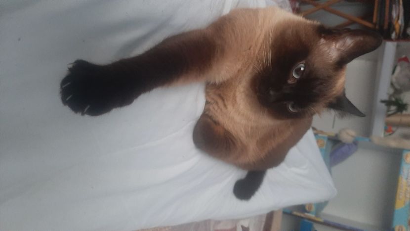  - Pisicii mei în aprilie 2023