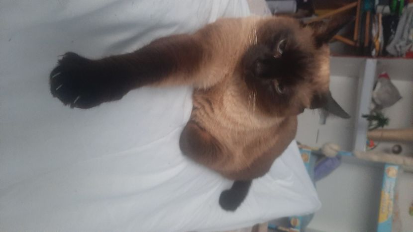  - Pisicii mei în aprilie 2023